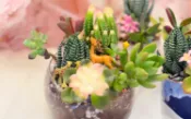 【Klook客路】香港 Myosotis Flower - 多肉植物生態缸工作坊 中文導覽 上午出發 最長3小時 立即確認 