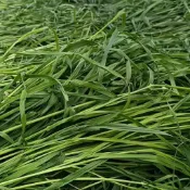 【萌寵健康牧草屋】多種進口牧草集合 過篩 美國提摩西一割 二割 百幕達 苜蓿 澳洲燕麥草 甜小麥 兔子龍貓豚鼠荷蘭豬