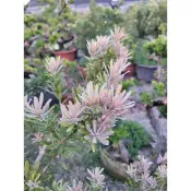 《🌿伍寶園藝木藝》紫薰衣（南非紫芽）羅漢松，三吋黑軟袋嫁接苗