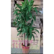 花花世界_送禮盆栽**巴西鐵樹(三株裝)**1尺塑膠盆 / 高 90-130公分/MA* 無法超取*