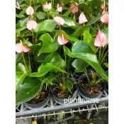 ●○植宅●○粉火鶴花●○3吋盆●○觀葉植物●○