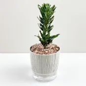 (店+)小品文化｜運轉羅漢松 4吋盆栽｜免澆水盆栽 觀葉植物 室內植物 桌上盆栽 懶人盆栽 自動吸水盆栽 質感植栽｜仿瓷盆