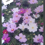 【隔日到貨】 大波斯【花卉種子】 大波斯菊 天星牌 小包裝種子