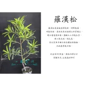心栽花坊-羅漢松/3吋/松杉柏檜/特價50