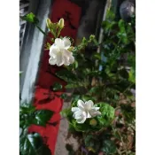 雙瓣茉莉花（5吋塑膠盆)