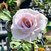 不鏽鋼 庭院大花《四季有花玫瑰園》玫瑰苗 玫瑰盆栽 嫁接樹玫瑰 月季棒棒糖