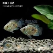 【AC草影】圓身金錢豹【一隻】ECS012232