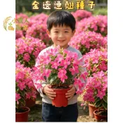 現貨隔日寄 金邊連翹種子 園藝花卉盆栽 庭院圍籬 觀葉觀花 台灣四季可種 易養護 耐修剪 新鮮採集 發芽率高 景觀綠化