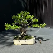 紅果狀元紅∣小品盆景 貴風盆栽