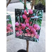 卉迎園藝 台農5號紅寶石荔枝高壓苗/水果樹苗/新興果樹