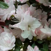 🌸植plant & flower ~ 西洋杜鵑  貴夫人  快樂  雙色瑪麗  肯特  玫瑰皇后  玫瑰國王