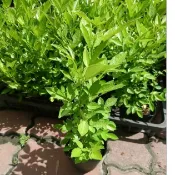 東大興農場 抹草 3寸盆 觀賞盆栽 觀葉植物 吉祥植物 驅邪植物