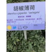 胡椒薄荷｜5吋盆～可食用的香草植物⋯