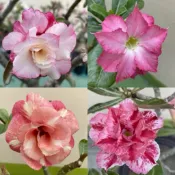 【沙漠玫瑰種子】高發芽率 耐旱植物 珍稀重瓣品系 多肉植物