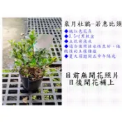 皋月杜鵑-若惠比須【新中港花卉】日本杜鵑、五月花