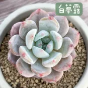 ≡植綠人生≡🌴白夢露🌴韓國多肉│景天科│多肉植物│韓肉│多肉│療癒│植栽│盆栽│送禮│辦公室│陽台│