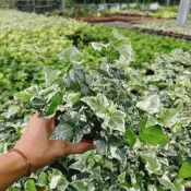 森植人星｜白斑常春藤  3吋盆
