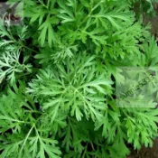 艾葉種子 超低價 四季種植 艾草種子 野生艾草種子 驅蚊艾草種子 盆栽庭院陽臺艾草種子 多年生