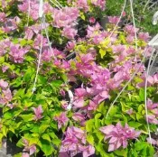 圍籬植物 ** 粉紅豹九重葛 ** 5吋盆 / 高10-20cm/ 明亮【花花世界玫瑰園】R