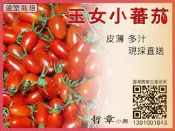 哲章小農 嘉義 自產自銷 溫室 玉女小蕃茄  免運專區