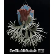 【小蔡的木作坊】🧧新年福利價 細菌鹿角蕨/細菌孢子苗P. Willinckii-Bacteria杯苗世界最小的侏儒鹿角蕨
