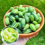 青芽園藝  ✨（拇指西瓜種子）西瓜種子 袖珍迷你小西瓜 可食用 爬藤西瓜陽臺盆栽觀賞特色蔬菜水果種子 四季薄皮迷你盆栽西