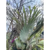 🐝BEE_PLANTS台中鹿角蕨 酋長 AR 澳銀鹿角蕨 孢子苗
