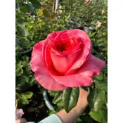 《粉色壓抑》 🈶貨 大花 🌹 玫瑰花盆栽苗 🌹 玫瑰苗 🌹 玫瑰花苗 🌹 玫瑰盆花 🌹玫瑰花🌹
