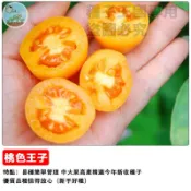 🍅【桃太郎系新品】桃色王子番茄種子 玉女小番茄 桃太郎番茄 水果番茄 高甜多汁 陽台盆栽 家庭農場 好種易活 生吃首選