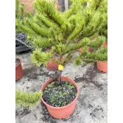 八房五葉松(嫁接盆栽)🌲定價3600元☘️7吋盆
