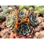 【多肉好好買】三寸盆 蒂凡妮X藍絲絨 多肉植物 現貨