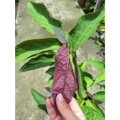 煙火花(紫背大青、星爍山茉莉)／6吋盆