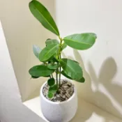 ☘️福樹☘️福木、藤黃科常綠中喬木，金錢樹