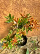 四季紅羅漢松