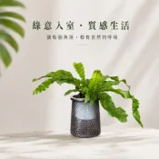 (店+)【CARMO】 山蘇 免澆水盆栽 水培盆 自動吸水 懶人盆栽 辦公桌必備