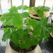 ✨含羞草種子（200粒超值 下單後當天寄出）害羞草 室內 陽臺 四季播種 開花 盆栽 薄荷種籽 易種花卉綠植