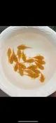 【祐陞水族】 藍眼鬍子 紅眼鬍子清潔魚缸好夥伴