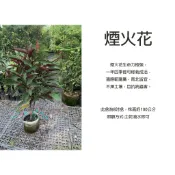 心栽花坊-煙火花/煙火樹/星爍山茉莉/8吋/觀花植物/開花植物/綠化植物/售價500特價400