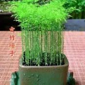 🔥文竹種子🍓武竹種子 小森林植栽 四季播文竹  超高發芽率 桌面陽臺盆栽植物