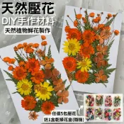 ALL SPLENDID 【A-ONE】真花壓花 永生花 春色粉菊花 DIY水晶滴膠 飾品 手帳裝飾 乾燥花 植物 押花標本 書籤