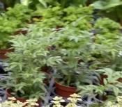 萬壽菊3 吋盆2024/2月實物拍攝室內植物 觀葉植物 綠化植物