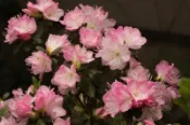 【優勢】日本久留米杜鵑苗~品種名“九重“