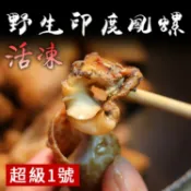 野生印度鳳螺 超級1號/ 飽滿大顆【活凍】【陸霸王】