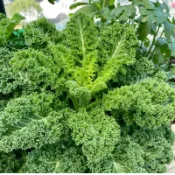 現貨+當日出貨🥬【羽衣甘藍種子】冰霜彩葉菜/可食可賞 耐寒零下10度/葉如牡丹 色彩絢麗/新手必種 高發芽率/生長快速