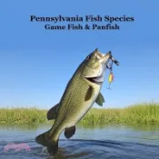 【三民網路書店】Pennsylvania Game Fish and Panfish Species Kids Book: Great Book About the Different Types of Fish in Pennsylvania 作者：Kinsey Marie