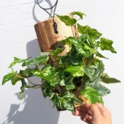 深綠色植物雜貨店 ‧常春藤/斑葉常春藤苔球 上板 /手作植物/植物上板/室內植栽/辦公室療癒小物