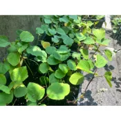 洛神花苗 洛神花  （2.5寸黑軟盆1盆洛神花苗）參考品種：台東1號，大面積種植可能有少部份雜交混雜，完美主義勿下單