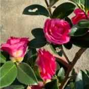 田尾玫瑰園 l 紅茶梅、山茶花、茶梅花【6吋盆/8吋盆】常綠灌木 (植物眾多歡迎詢問) 田尾在地商家