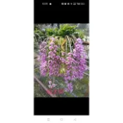 0上賓蘭園 D. primulinum x D. Nestor “桃太郎” 倒吊石斛 1.5吋盆