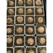 塊根植物 多肉植物 ｜龜甲蘿藦 Matelea cyclophylla 3公分起